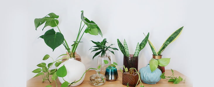 A-beginners-guide-to-set-up-indoor-plants-in-Kerala.