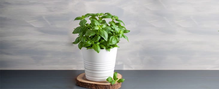 indian-basil indoor plant kerala