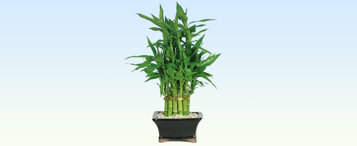 Lucky-Bamboo-plant indoor plant kerala