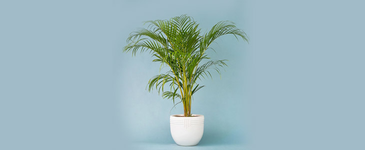 areca-palm indoor plant kerala