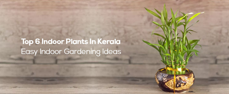 Top 6 Indoor Plants Easy Indoor Gardening Ideas