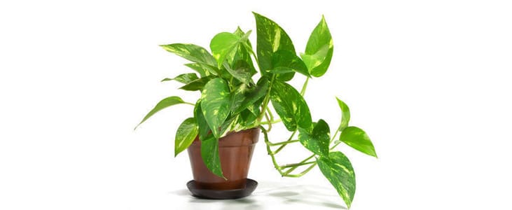 money-plant Indoor plant kerala