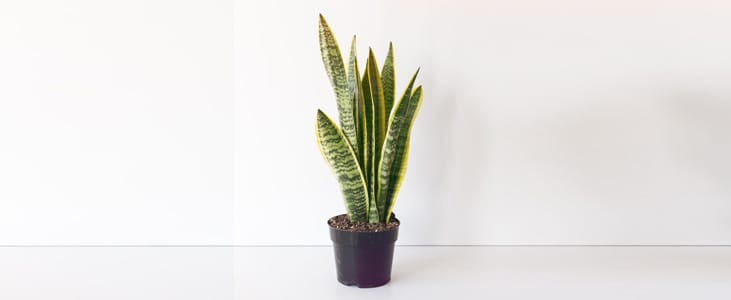 snake-plant