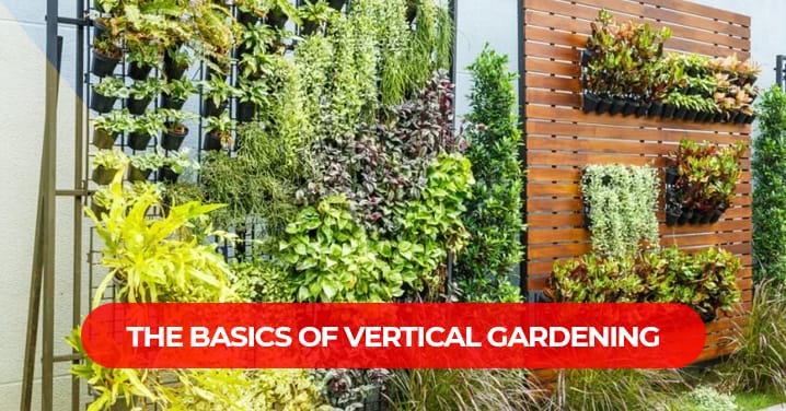 Vertical Gardening Kerala – A Guide To Grow More In Less Space