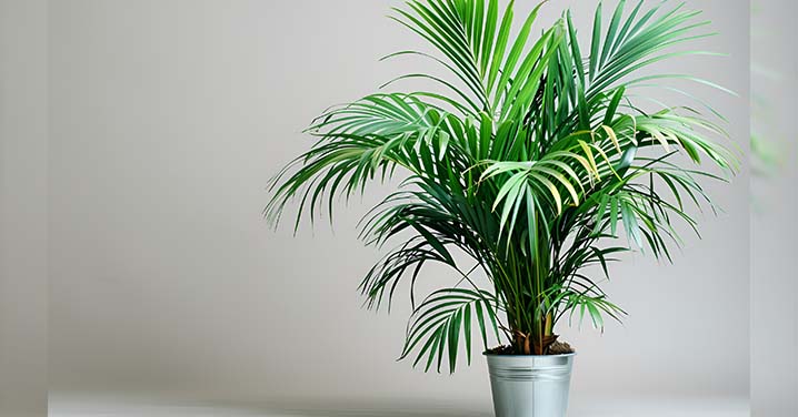 Air Purifying Plants