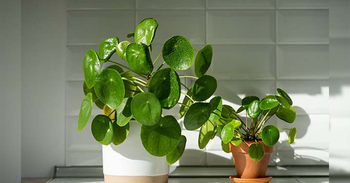 Air Purifying Plants