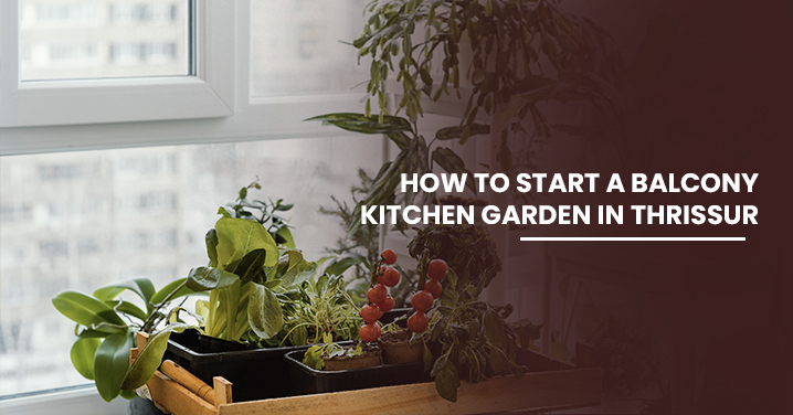 How to Start a Balcony Kitchen Garden in Thrissur